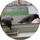 office crows spreenauten GmbH